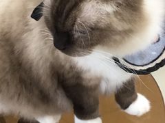-共舞时光猫咖·狗咖(新街口店)