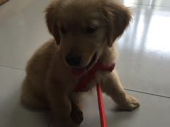 -惠康宠物医院(华能路店)