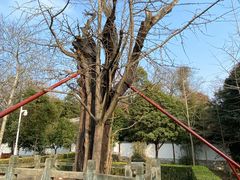 -上海佘山国家森林公园天马山园