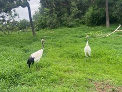 -沈阳森林动物园