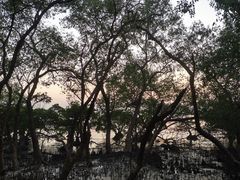 -宝安西湾红树林湿地公园