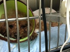 -安安宠医·安宠宠物医院