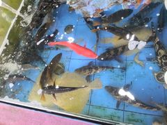 -七鲜渔港美食餐厅(巽寮湾海景店)