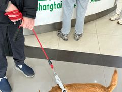 -爱侣宠医·鹦鹉专科·小型哺乳类·异宠专科(灵石路店)