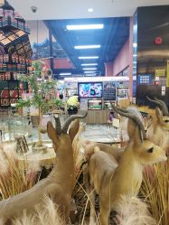 -卡通尼·Safari非洲探索乐园·生日会(金桥国际商业广场店)