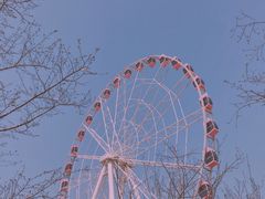 -顾村公园