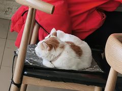 -平行世界·猫咖(首经贸店)