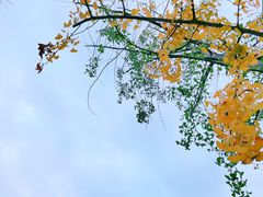 -成都大熊猫繁育研究基地