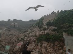 -海驴岛(荣成市)
