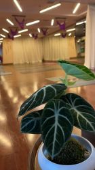 -皇冠瑜伽·普拉提·疼痛康复