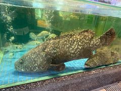 -聚福宝合苑食府(南头镇店)