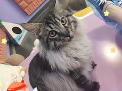 -十年猫舍·猫咪专门店(普陀店)