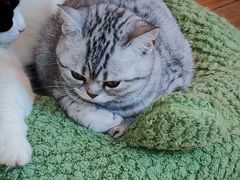 -有喵·猫咖·狗咖·30几只猫10只小狗(岗厦店)