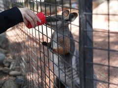 -费瑟代尔野生动物园