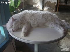 -Babycat私家御饼屋(龙头路一店)