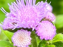 -黑龙江省森林植物园