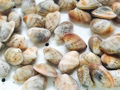 -大湾区中央湿地公园