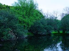 -上海共青森林公园