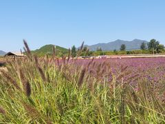 -北京东方普罗旺斯薰衣草庄园