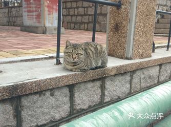 下班回家时在楼下遇到这么一只大猫真不知道这家伙怎么吃