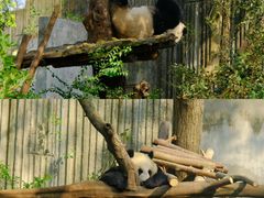 -成都大熊猫繁育研究基地