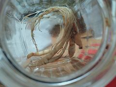 -果松木炭酸菜铜火锅·外婆参鸡汤