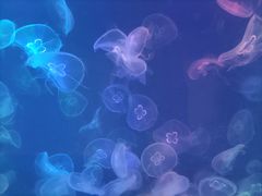 -烟台海昌鲸鲨海洋公园