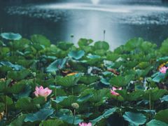 -燕郊植物园