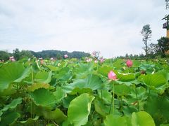 -道林古镇