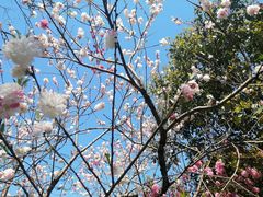 -南汇桃花村