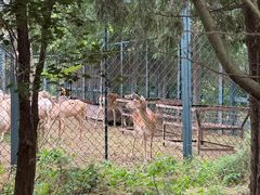 -北京麋鹿生态实验中心