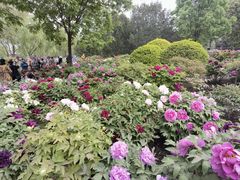 -莲花池公园