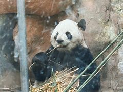 -成都动物园