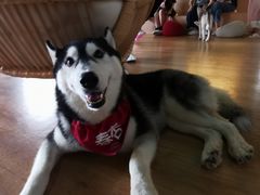 -Husky Go! 哈士奇体验馆·宠物咖啡厅狗咖