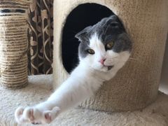 -MOYOYO猫咪咖啡店
