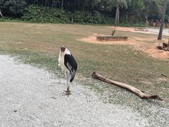 -广州长隆野生动物世界