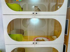 -青奢宠物·青奢猫舍