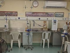 -动物缘宠物医院·骨科·猫科(西二环店)