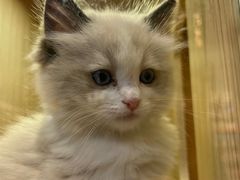 -屋虎猫馆(宝安大仟里店)
