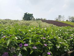 -东部华侨城