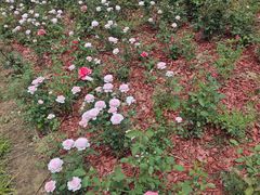 -滨河世纪广场公园