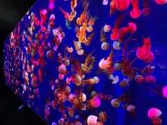 -成都浩海立方海洋公园