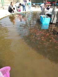 -上美四季动物农场