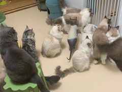 -猫在这儿猫咪咖啡馆·撸猫馆