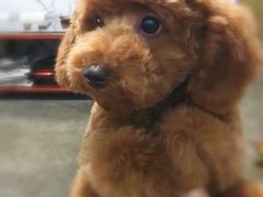 -帕帕拉兹宠物(亚洲旗舰店)