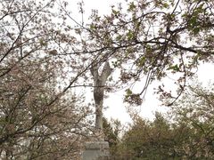 -武汉大学-樱园