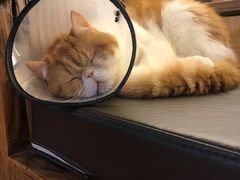 -喵园·猫主题咖啡厅·撸猫·猫咖(国贸店)