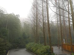-都江堰中华大熊猫苑