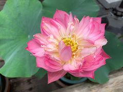 -合肥滨湖国家森林公园