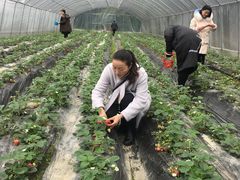 -洪湖家庭农场·团建·露营·会议